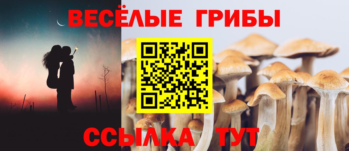 Псилоцибиновые грибы мицелий Арсеньев